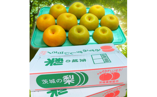 【先行予約限定】 茨城県産【新興梨】約5kg【茨城県共通返礼品　かすみがうら市産】※2025年10月中旬～12月下旬頃に順次発送予定 ※離島への配送不可