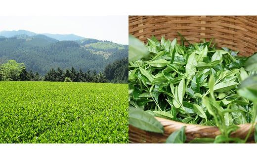 奥八女星野村 深蒸し高級煎茶 深蒸し茶 約100g×1袋 煎茶 お茶 緑茶 茶葉 深むし茶 八女茶 飲料