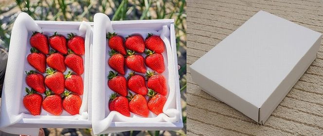 （予約受付中）【12月以降順次発送】まるで赤いサファイア!!丹精込めた完熟いちご!! 約450g H130-012