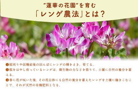 蓮華の花園(もち米) 10kg 精米 JAやつしろカントリー利用組合 熊本県 氷川町《30日以内に出荷予定(土日祝除く)》---hkw_jac_2_10kg---