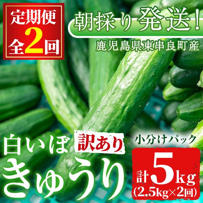 y̑Sǒzy0123904bz󂠂聄ցES2(12E1)ՂIq_̔ڂイ(2.5kg×2) s KiO  ₳ { VN T_ LE ӉZyq_z