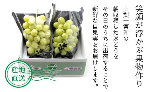 ＜25年発送先行予約＞シャインマスカット 約1.5kg 大房 2房 ※常温配送  笛吹市 シャイン 葡萄 大人気 ジューシー たっぷり 大容量 088-012