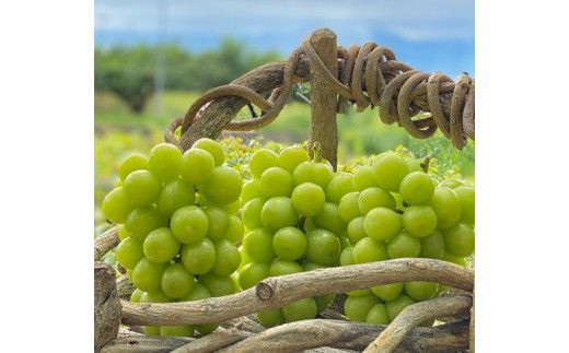 【2026年発送★先行予約】超レア大粒シャインマスカット4.0㎏以上（6房から10房）106-005-26y