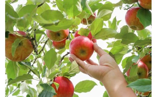 E076 【山口産りんご】YAMAシードル－スイート－（375ml×1本）やまぐちシードル