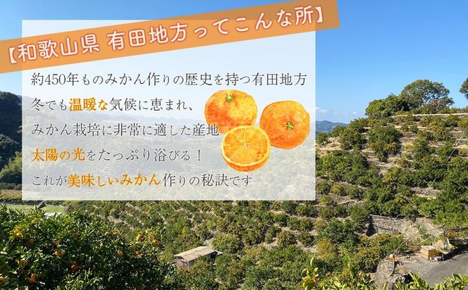 【先行予約】はじめまして 有田みかん  お試し 3kg 和歌山県産 混サイズ ORYY推奨 BA22