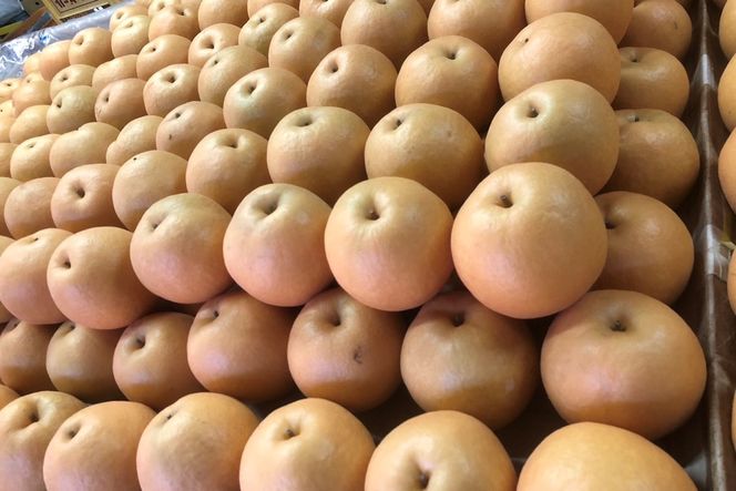 【先行予約／数量限定100】【訳あり】新興梨 優品 5kg（8～16玉入り）（2025年10月上旬～発送）　SF00023