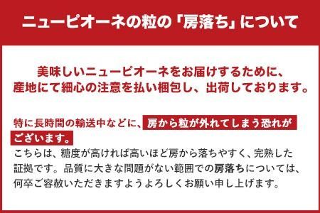 岡山県産 秀品 ニューピオーネ 約1.2kg 2房 《8月下旬-10月中旬頃出荷》葡萄 果物 秀品 スイーツ フルーツ デザート 岡山県矢掛町---ofn_csnp_h810_25_24000_2---