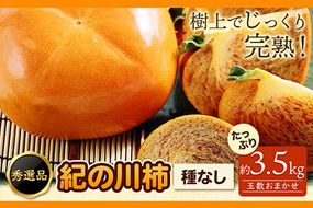 希少 紀の川柿 約3.5kg（種無し）【2026年先行予約】 秀選品  厳選館 《11月上旬-11月中旬出荷》 和歌山県 日高川町 柿 カキ かき ジューシー フルーツ---wshg_tmt251_11j11c_25_18000_4kg---