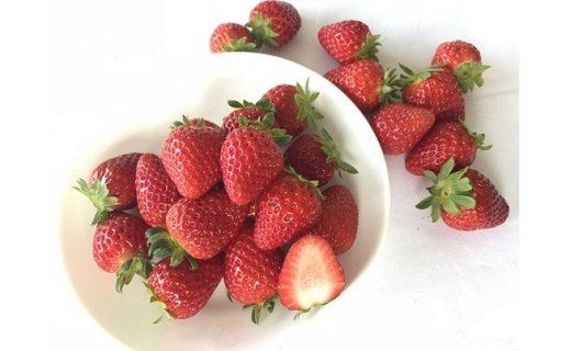 462.和歌山のいちご「大粒まりひめ」２パック(A462-2)