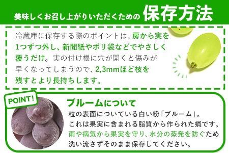 岡山県産 秀品 ニューピオーネ シャインマスカット 詰め合わせ 約1.2kg 2房《9月上旬-10月中旬頃出荷》 葡萄 果物 厳選出荷 スイーツ フルーツ デザート 岡山県矢掛町 数量限定 種なしぶどう---ofn_csnpsm_ae9_26_24000_2---