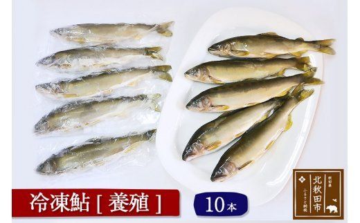 冷凍鮎 10本 個包装 秋田県北秋田市産あゆ(養殖) 注目