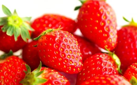 【2026年1月〜発送】【限定 いちご】 ゆめのか  1kg（250g×4p）イチゴ 苺 フルーツ 南島原市 / 長崎県農産品流通合同会社 [SCB040]