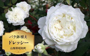 バラ鉢植え「ドレッシー」 SWBD003