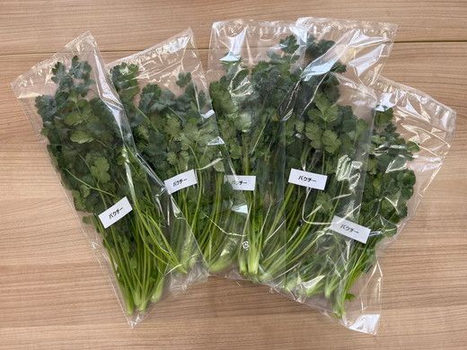 LED水耕栽培 香味野菜（パクチー）250g＜野菜 やさい パクチー