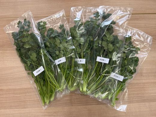 LED水耕栽培 香味野菜（パクチー）250g