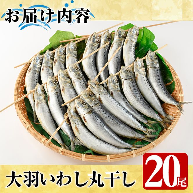 鹿児島県阿久根市産干物！大羽いわし丸干し(20尾)国産 鹿児島県産 魚介 魚貝 海産物 水産加工物 惣菜 簡単調理 セット 小分け【川本商店】akn030-09