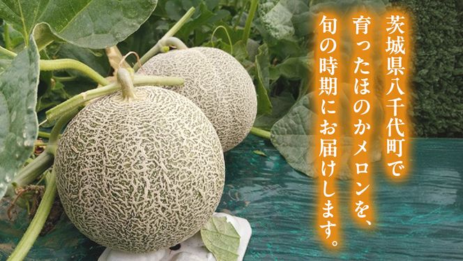 先行予約 ほのかメロン 秀品（ 赤肉 ） 4玉 ～ 5玉 ( 2L ～ 3L  )【 6月上旬 以降発送】  メロン 果物 フルーツ 甘い 茨城県 茨城県産 期間限定 数量限定 産地直送 農家直送 [AV001ya]