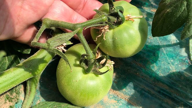 箱守果樹園 直送！ 「 王様トマト 」 1箱 4kg 野菜 トマト とまと [DE002ci]