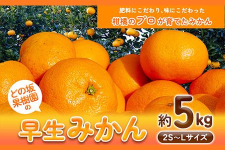 早生みかん5kg(2S〜Lサイズ) どの坂果樹園[12月上旬-1月末頃出荷] 和歌山県 日高川町 みかん 早生---wshg_donowmk_af12_24_10000_5kg---