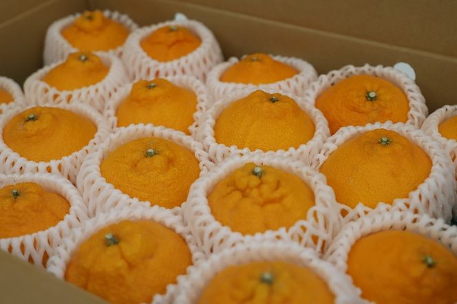 y߉͓zIIs񂿂̕sm(ʂ)@1(15?24ʓ)@2026N3{甭@s---sanagouchi_ine_1_1hk---