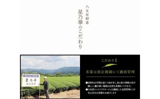 【A5-253】八女星野深蒸し茶100g 3本詰め