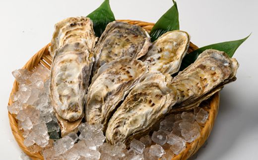 北海道 仙鳳趾名産 牡蠣 150g～199g×15コ＋かきナイフ付き かき漁師直送K4-3＜一部出荷期間：2026年7月1日～11月末＞＜センポウシ : 釧路町の東 厚岸湾の西 カキの名産地＞ | せんぽうし 牡蠣 生食用 殻付き 生牡蠣 絶品 産地直送 北海道 釧路町 釧路超 特産品 121-1269-52