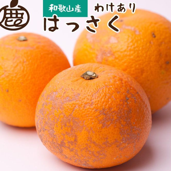 ＜1月より発送＞家庭用はっさく5kg+150g（傷み補償分）【八朔みかん・ハッサク】【わけあり・訳あり】  CZ092