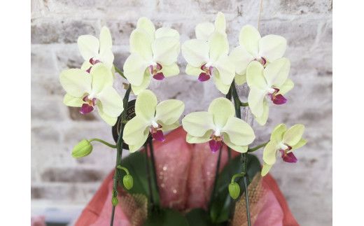 D010 ☆金賞受賞☆超希少！イエロー胡蝶蘭’日の出’小 ミディサイズ（2本立）