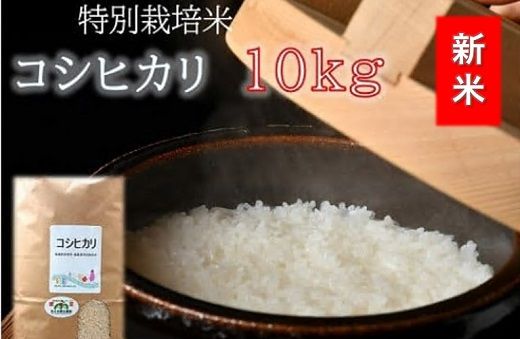 【1-9】（新米予約9月以降発送）コシヒカリ（特別栽培米）10kg