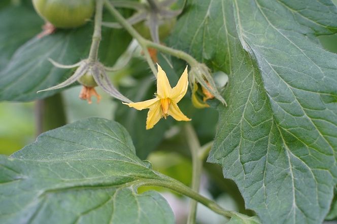 この道40年の農家から直送 完熟！桃太郎トマト 6～9玉　H139-018