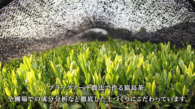 お徳用 猿島茶 ティーバッグ （ 5g × 30個 × 5袋 ）【合計150個】 お茶 緑茶 水出し セット 茨城県 [AF099ya]