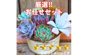 【厳選株】【農場直送】多肉植物エケベリア ぷっくり充実株!! おまかせ7品種セット ※着日指定不可 ※北海道・沖縄・離島への配送不可