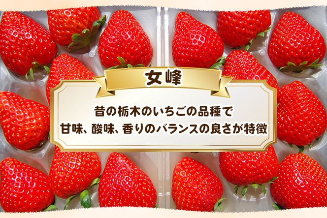 [数量限定] 完熟朝摘み 女峰｜いちご イチゴ 苺 フルーツ 女峰 果物 女峰 産地直送 栃木県産 [0576]