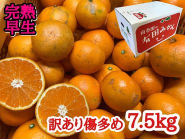 年内発送 訳あり 傷多め 完熟早生 有田みかん 7.5kg サイズおまかせ    BS652