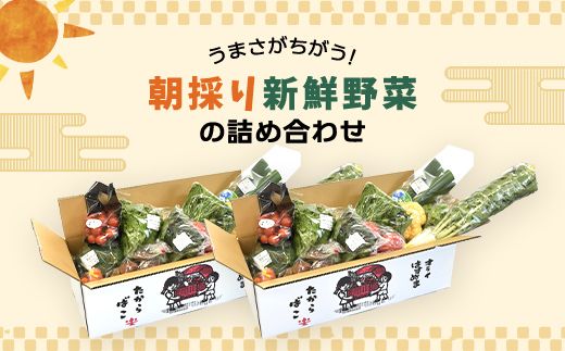 大地のたからばこセット（2箱） SMA001