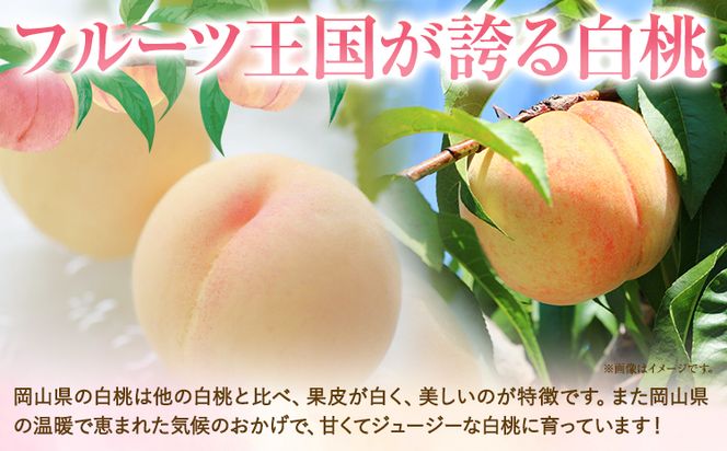 ご家庭用 おかやまの桃 約900g(大玉3玉) 令和6年産 先行予約  《7月上旬-8月下旬頃出荷(土日祝除く)》 桃 晴れの国おかやま館 フルーツ 果物 果実 岡山県 笠岡市---A-179b---