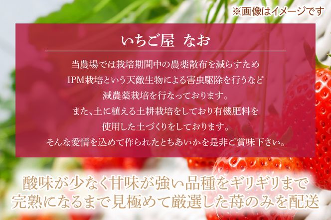 DM001　【先行予約】【数量限定】完熟とちあいか　約600g【栃木県共通返礼品/真岡市産】