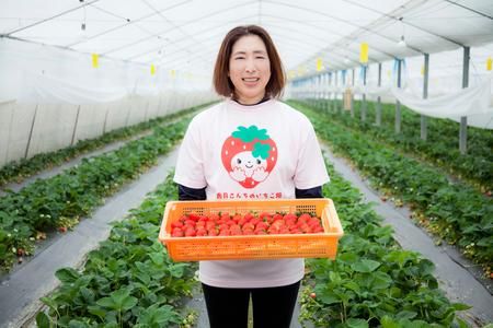 いちごフロマージュ6個セット 【佐賀県産 クリームチーズ 生クリーム ドライいちご 贅沢】(H017105)