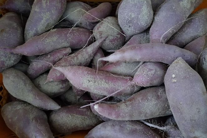 【先行予約】京都京丹後産さつまいも 訳あり 土付き 金時芋 5kg（2025年11月中旬～発送）　FR00019