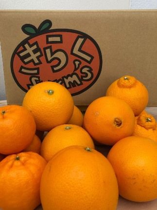 【産地直送】 食べ頃柑橘おまかせバラエティーセット AL01