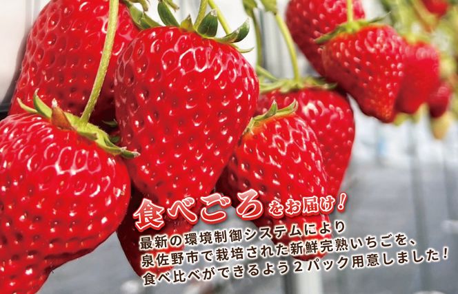 099H2854 【先行予約】完熟新鮮 いちご 食べ比べ 2パック 合計540g以上