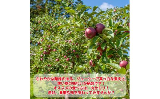 【予約：2024年10月から順次発送】北海道北見市産りんご( 旭 )約3kg ( りんご リンゴ 林檎 果物 フルーツ 期間限定 )【044-0003-2024】