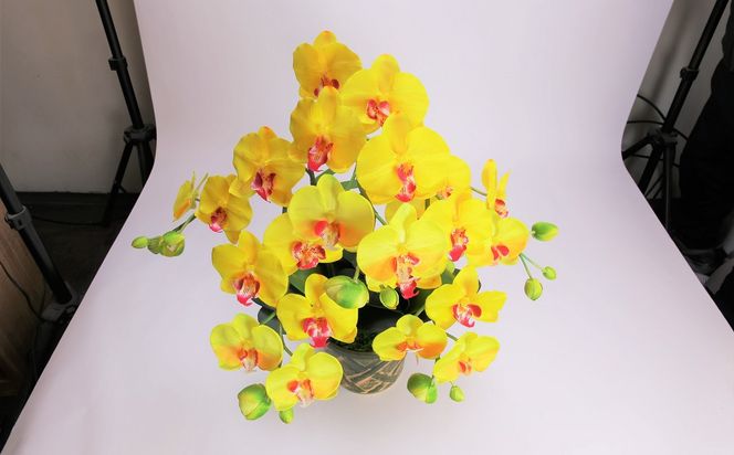 綺麗で丈夫な三河陶器で贈る光触媒胡蝶蘭大輪３本立（緑の陶器×黄色の花） H100-093