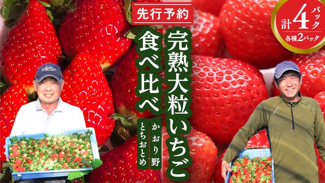 完熟 かおり野 ・ とちおとめ 食べ比べ 4パック 先行予約 大粒 イチゴ 苺 いちご フルーツ 果物 [AF088ci]