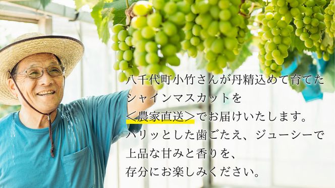 y錧㒬zy s\ 2026N8{ȍ~ z _ƒ ! 㒬Y VC}XJbg  1.4kg i 2`3[ j }XJbg t[c ʕ Ԃǂ uhE  t[c ӂ邳Ɣ[ [AJ003ya]