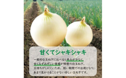 【予約：2026年7月中旬から順次発送】ところの白玉ねぎ 5kg ( 玉ねぎ タマネギ 玉葱 野菜 白玉ねぎ 5キロ 期間限定 辛みが少ない 生食 )【121-0005-2026】