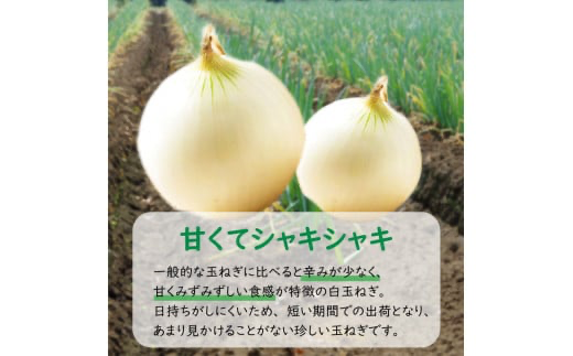 【予約：2024年7月中旬から順次発送】ところの白玉ねぎ 3kg ( 玉ねぎ タマネギ 玉葱 野菜 白玉ねぎ 3キロ 期間限定 辛みが少ない 生食 )【121-0003-2024】