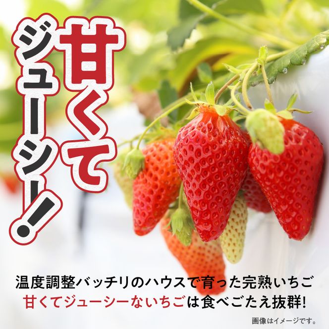 さがほのか 完熟 いちご 40粒 延岡産 1月中旬発送開始 N053-A0318