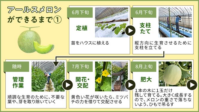 完熟 アールスメロン 3玉 2026年産 先行予約 メロン マスクメロン 青肉 果物 フルーツ 茨城県産 期間限定 数量限定 [AF004ci]