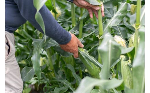 【2026年先行予約】山梨県都留市産 ゴールドラッシュ 7本｜ 新鮮 朝採れ もぎたて発送 甘い とうもろこし トウモロコシ 産地直送 送料無料【炭香ファーム】FC002